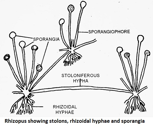 rhizopus showing stolons, rhizoidal hyphae and sporangia