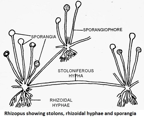 Rhizopus Morphology And Cell Structure Important