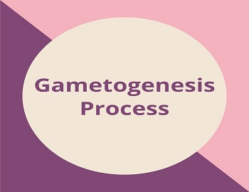 Gametogenesis Process