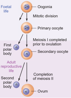 Oogenesis Process