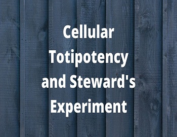 Cellular Totipotency and Steward's Experiment