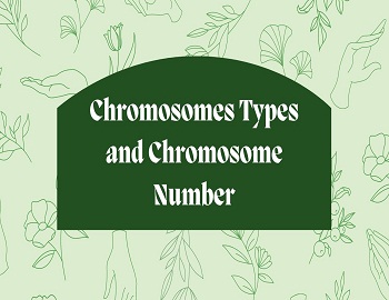 Chromosomes Types and Chromosome Number