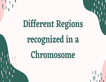 Different Regions recognized in a Chromosome
