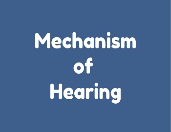Mechanism of Hearing