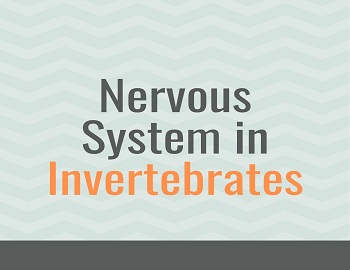Nervous System in Invertebrates