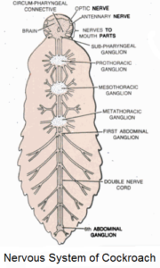 Nervous System of Cockroach | Important