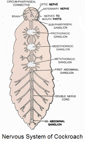 Nervous system of cockroach