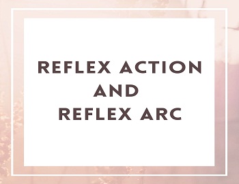 Reflex Action and Reflex Arc