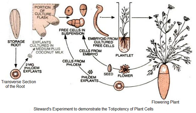 Steward's experiement to demonstrate the totipotency of plant cells