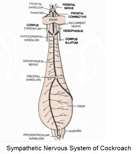 Sympathetic Nervous System of Cockroach