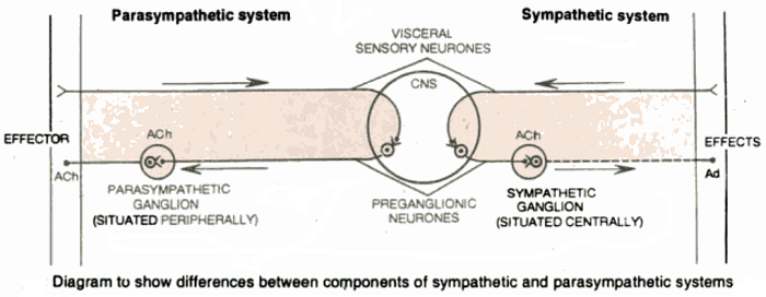difference between components of Sympathetic and Parasympathetic nervous system