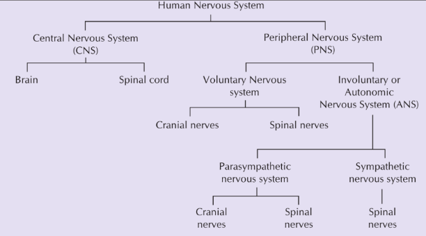 human nervous system sub-division