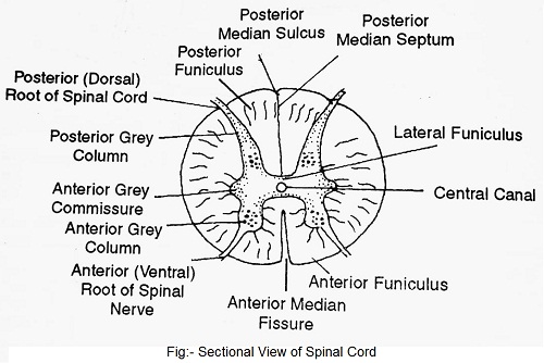 sectional view of spinal cord