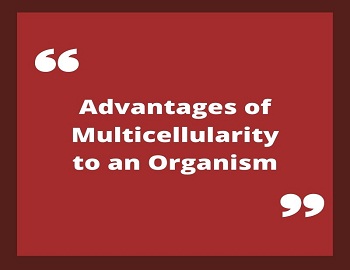 Advantages of Multicellularity to an Organism