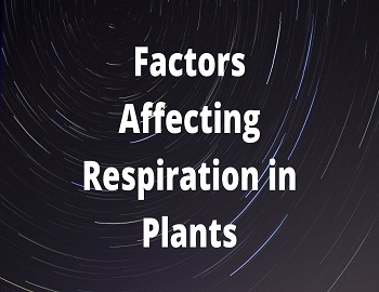 Factors Affecting Respiration in Plants