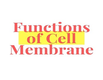 Functions of Cell Membrane