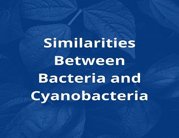 Similarities Between Bacteria and Cyanobacteria