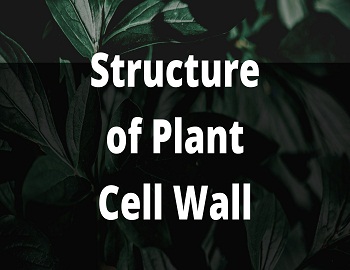 Structure of Plant Cell Wall