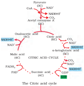 Krebs Cycle or Tricarboxylic Acid Cycle or Citric Acid Cycle