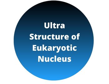 Ultra Structure of Eukaryotic Nucleus