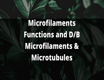 What are Microfilaments