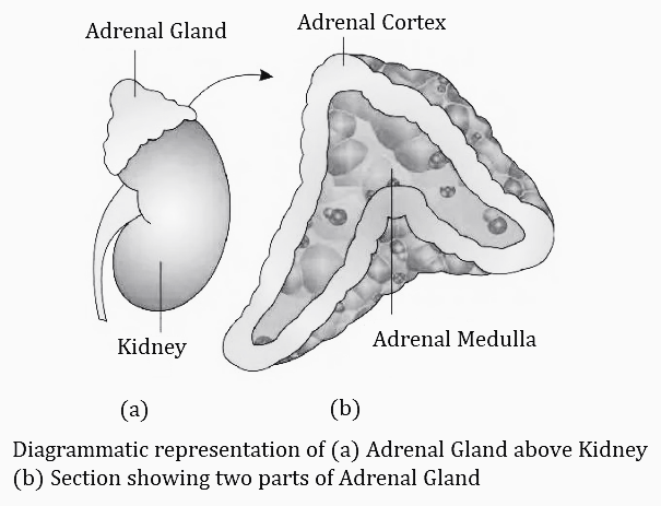 Adrenal Glands Diagram