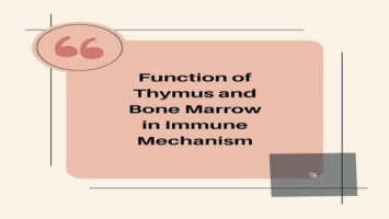 Function of Thymus and Bone Marrow in Immune Mechanism