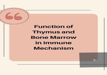 Function of Thymus and Bone Marrow in Immune Mechanism