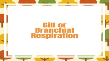 Gill or Branchial Respiration