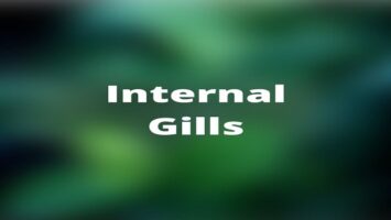 Internal Gills