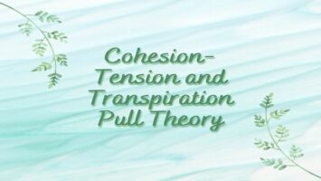 Cohesion-Tension and Transpiration Pull Theory