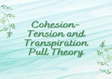 Cohesion-Tension and Transpiration Pull Theory