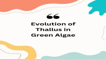 Evolution of Thallus in Green Algae