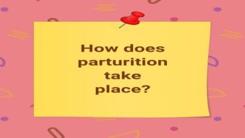 How does parturition take place