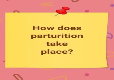 How does parturition take place