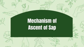 Mechanism of Ascent of Sap
