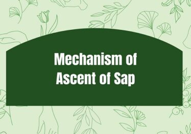 Mechanism of Ascent of Sap