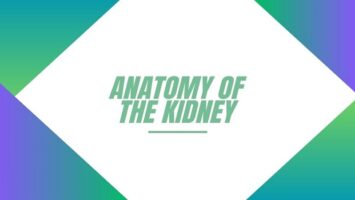 Anatomy of the Kidney