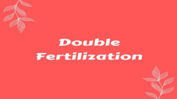 Double Fertilization