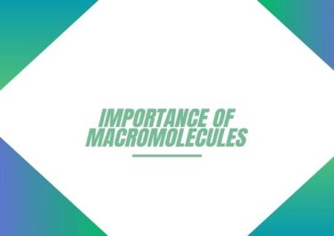 Importance of Macromolecules