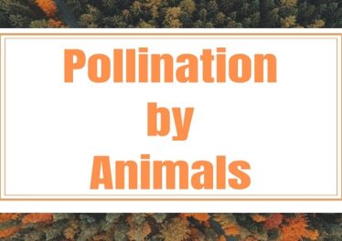 Pollination by Animals
