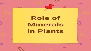 Role of Minerals in Plants