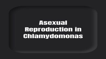 Asexual Reproduction in Chlamydomonas