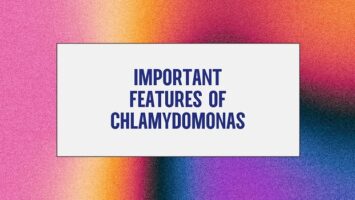 Important Features of Chlamydomonas