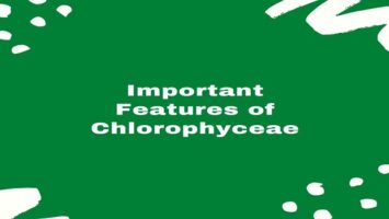 Features of Chlorophyceae