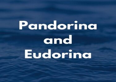 Pandorina and Eudorina