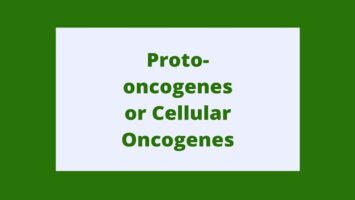 Proto-oncogenes