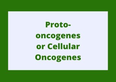 Proto-oncogenes