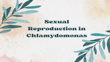 Sexual Reproduction in Chlamydomonas