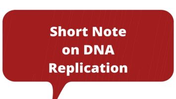 Short Note on DNA Replication
